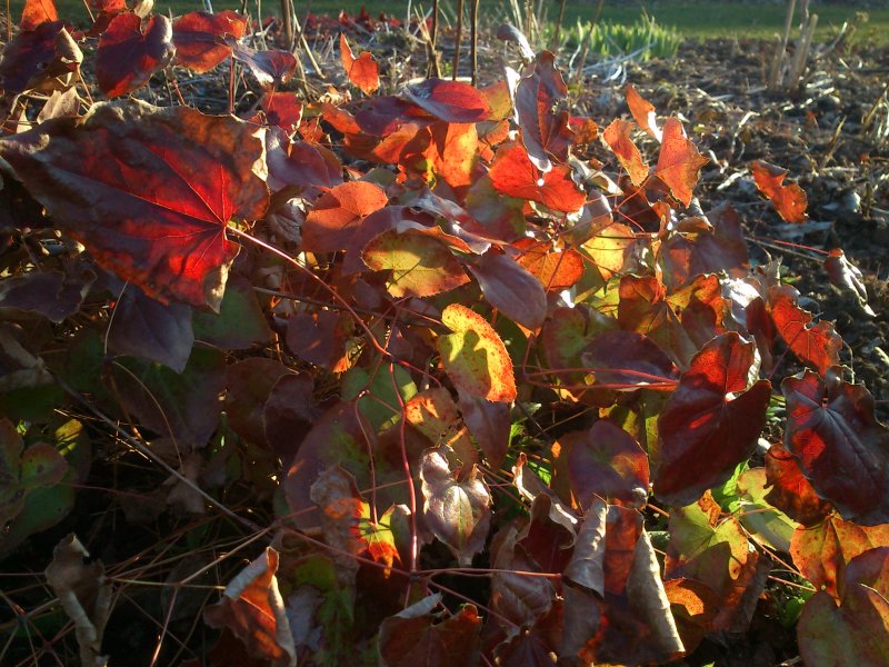 Epimedium pubigerum 'Orange Königin'